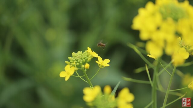 龙山：春花烂漫时 蜜蜂采蜜忙