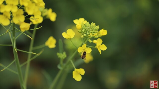 龙山：春花烂漫时 蜜蜂采蜜忙