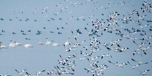 洞庭湖监测到18.3万余只越冬水鸟