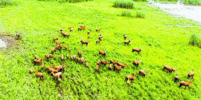 东洞庭：无人机首次监测到最大麋鹿群