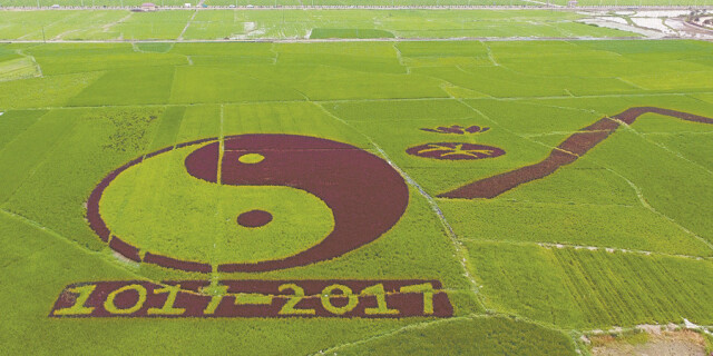 纪念周敦颐诞辰1000周年 创意彩稻&ldquo;太极图&rdquo;进入观赏期