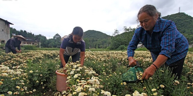 湘西花垣县长潭村：喜收黄白菊