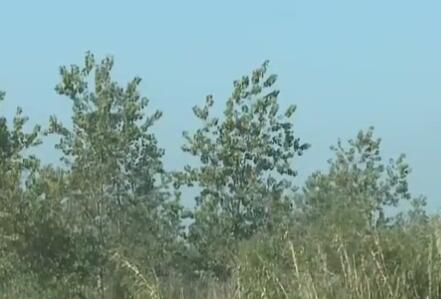 沅江：年底清除2.1万亩黑杨