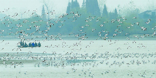 东洞庭湖：珍禽齐聚 洞庭飞歌