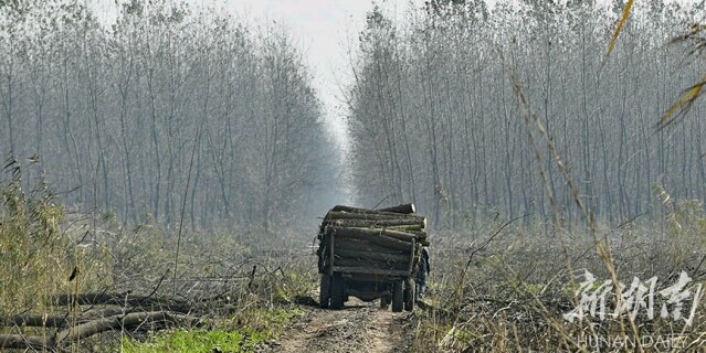 湖南：铲除欧美黑杨 恢复洞庭生态