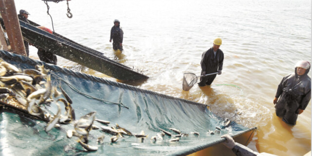 放鱼湘江 改善生态