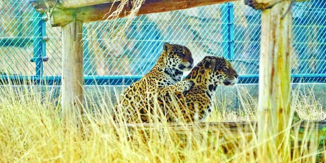 长沙生态动物园：动物朋友温暖过冬