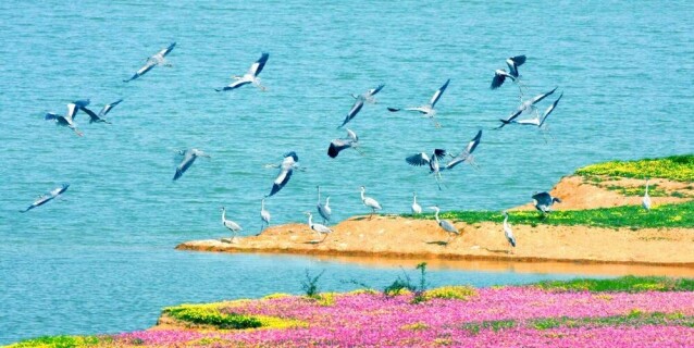 &ldquo;护鸟斗士&rdquo;李剑志：一个洞庭湖人20年的生态救赎