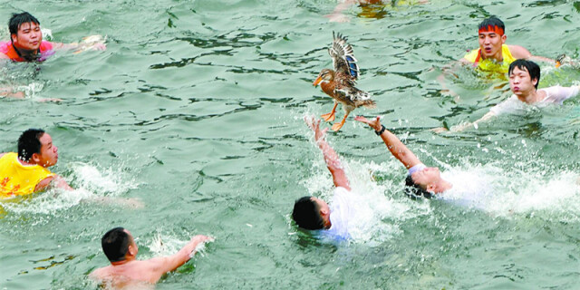 边城&ldquo;抢鸭&rdquo;