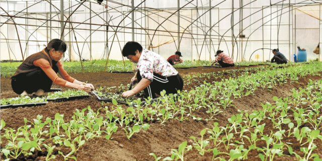 有机蔬菜促增收