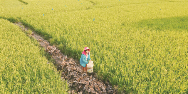 &ldquo;稻鸭共生&rdquo; 提质扶贫