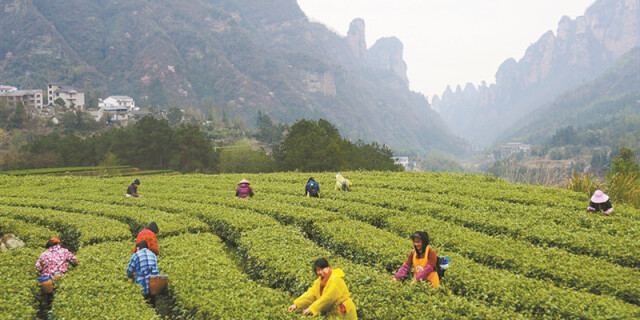 春茶采摘正当时