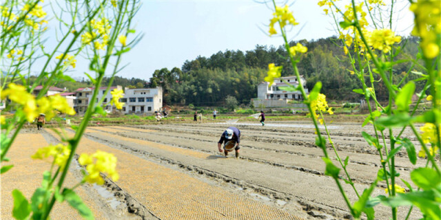 春分时节播种忙