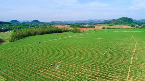 百合产业 助农增收