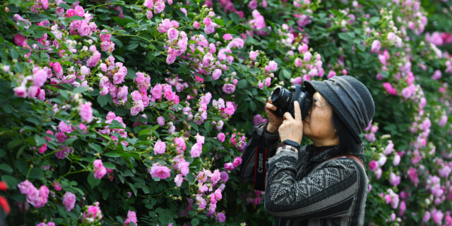 蔷薇花开春光美