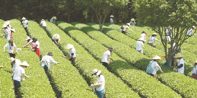 长沙县茶文化旅游节开幕