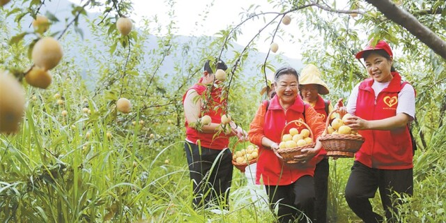 【决胜2020&mdash;&mdash;扶贫印记】香飘四海黄金李