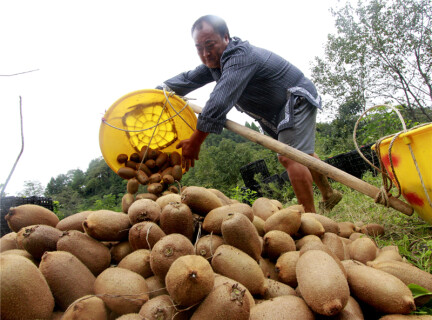 凤凰：菖蒲塘村喜迎丰收