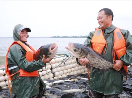 &ldquo;大头鱼&rdquo;大丰收，沅江市民欢庆丰收节