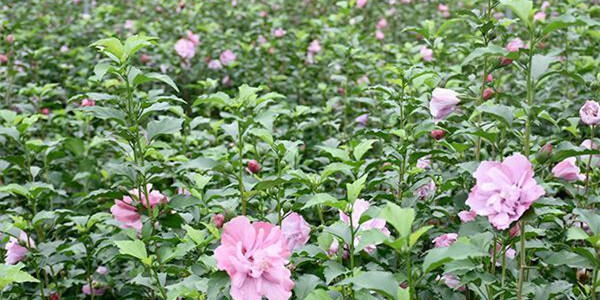 多图｜&ldquo;槿&rdquo;上添花贺丰收 益阳资阳区庆祝中国农民丰收节