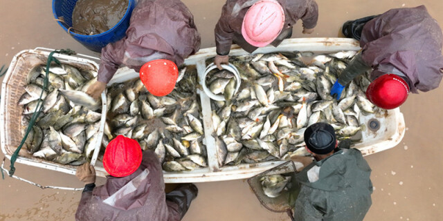 年年有鱼过大年