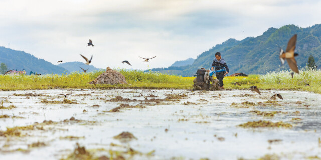 万象&ldquo;耕&rdquo;新｜飞燕伴农忙
