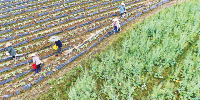 抢抓农时忙春耕