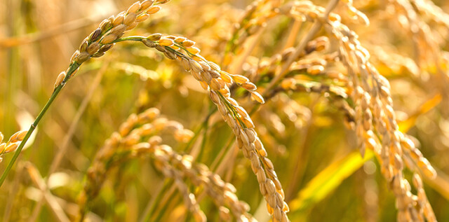 【海报】我们如此怀念你，袁隆平爷爷