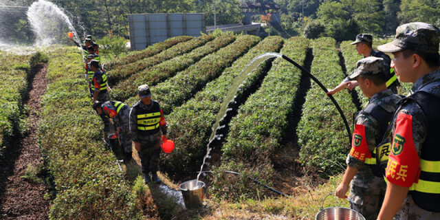 民兵助力茶农抗旱保收