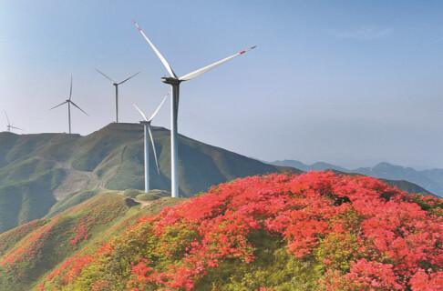 风电花海绘春景