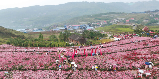 百年矿区花开成海