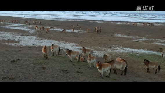 新春走基层丨旷野逐风：守护普氏野马的日与夜