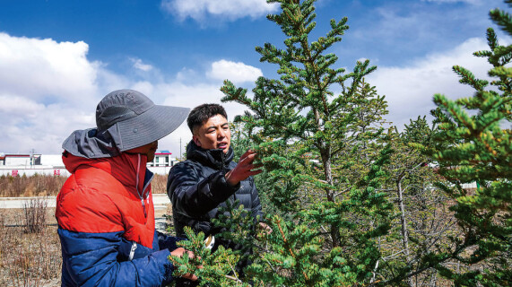 科技助力高原“植绿”闯过“五道生死关”｜新华智见