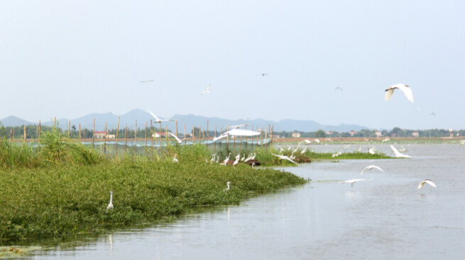 湖南五年投资超10亿元修复湿地2.8万公顷
