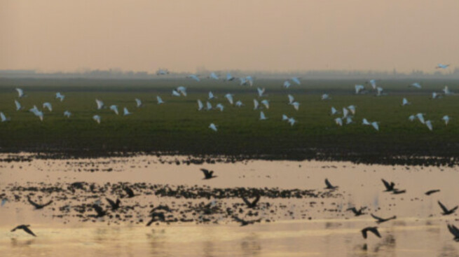 候鸟“春运”到站湖南——解读2026年全省越冬候鸟同步调查