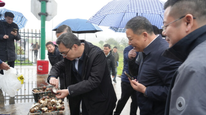 种完水稻再种菇，亩产值超万元