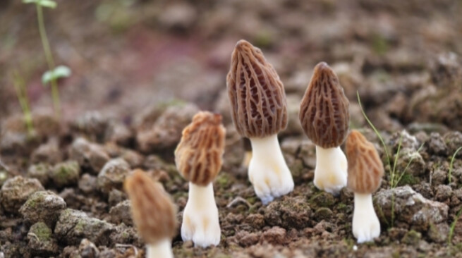 湖湘有种⑥丨湘菌藏百味 鲜飨千万家