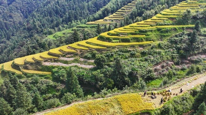 瑶乡梯田迎丰收