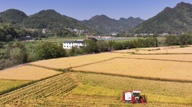 秋收正当时