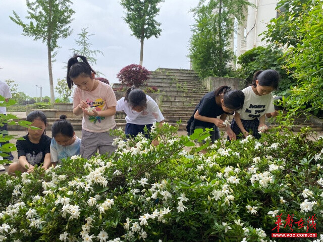 岳塘区昭山和平小学：栀子采撷悟廉洁 劳动实践润童心