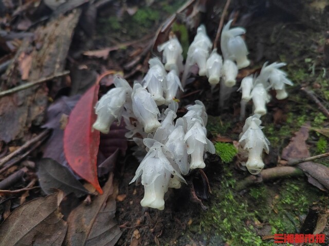  400余株“幽灵之花”现身黄桑保护区，刷新保护区发现纪录丨神奇生物在哪里 