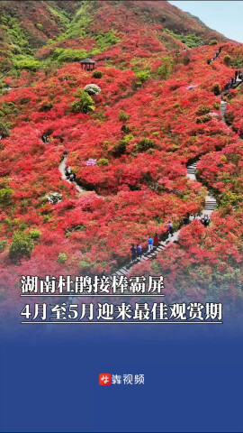  湖南杜鹃接棒霸屏，4月至5月迎来最佳观赏期 