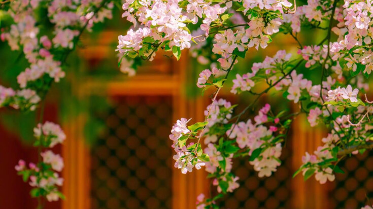 莫负此般好春光！看故宫花海唯美大片→