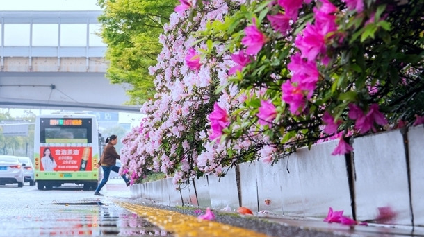 一路花海 满城春色
