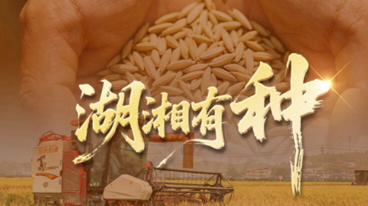 湖湘有种⑩丨林下养乌宝 舌尖品湘珍