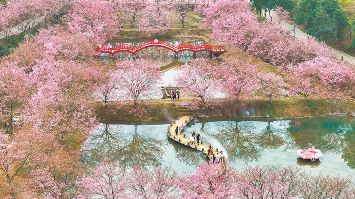 樱花盛放满眼春