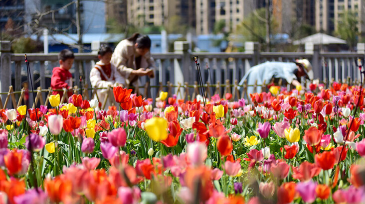 踏青赏花享春光