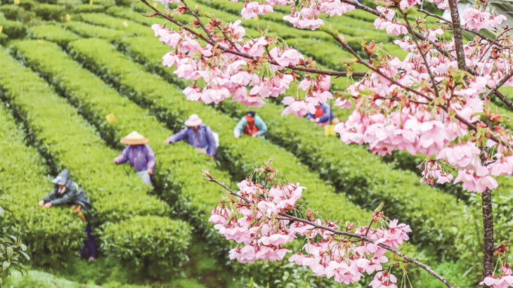 春茶飘香采摘忙