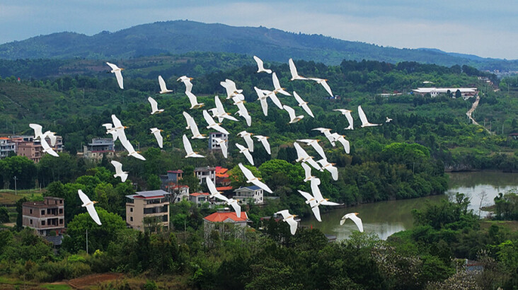 春和景明鸟翩飞