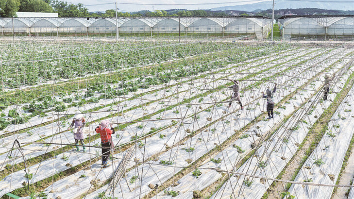 “菜篮子”直供大湾区